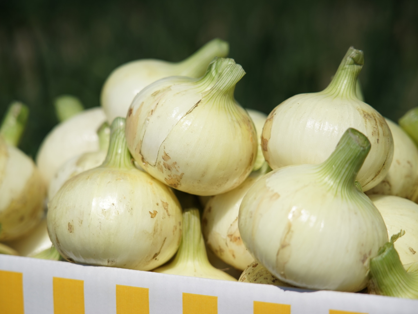 専用　旬野菜　新玉ねぎ（中生）新じゃがセット 楽天市場】OKAWARI旬の野菜 12品お試しセット（有機野菜と特別