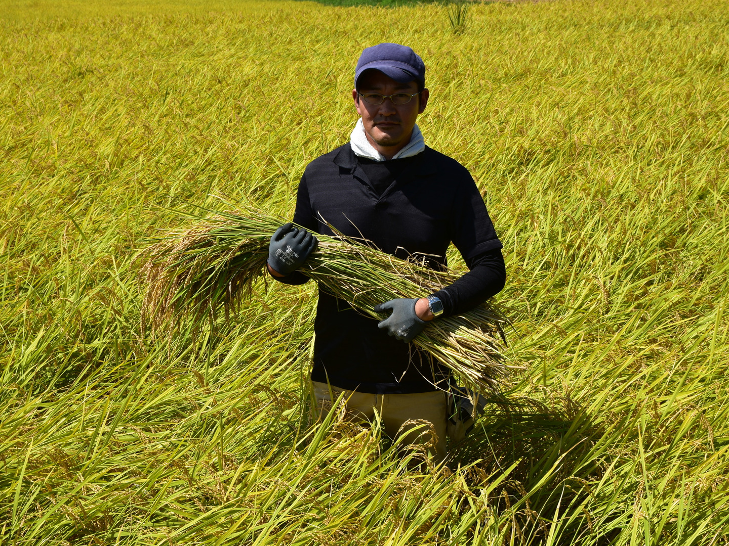 新米　数量限定  令和4年 マンゲツモチ 玄米17kg　美味保証　一軒の農家生産 f81748c295e269707c533ac7269fa1
