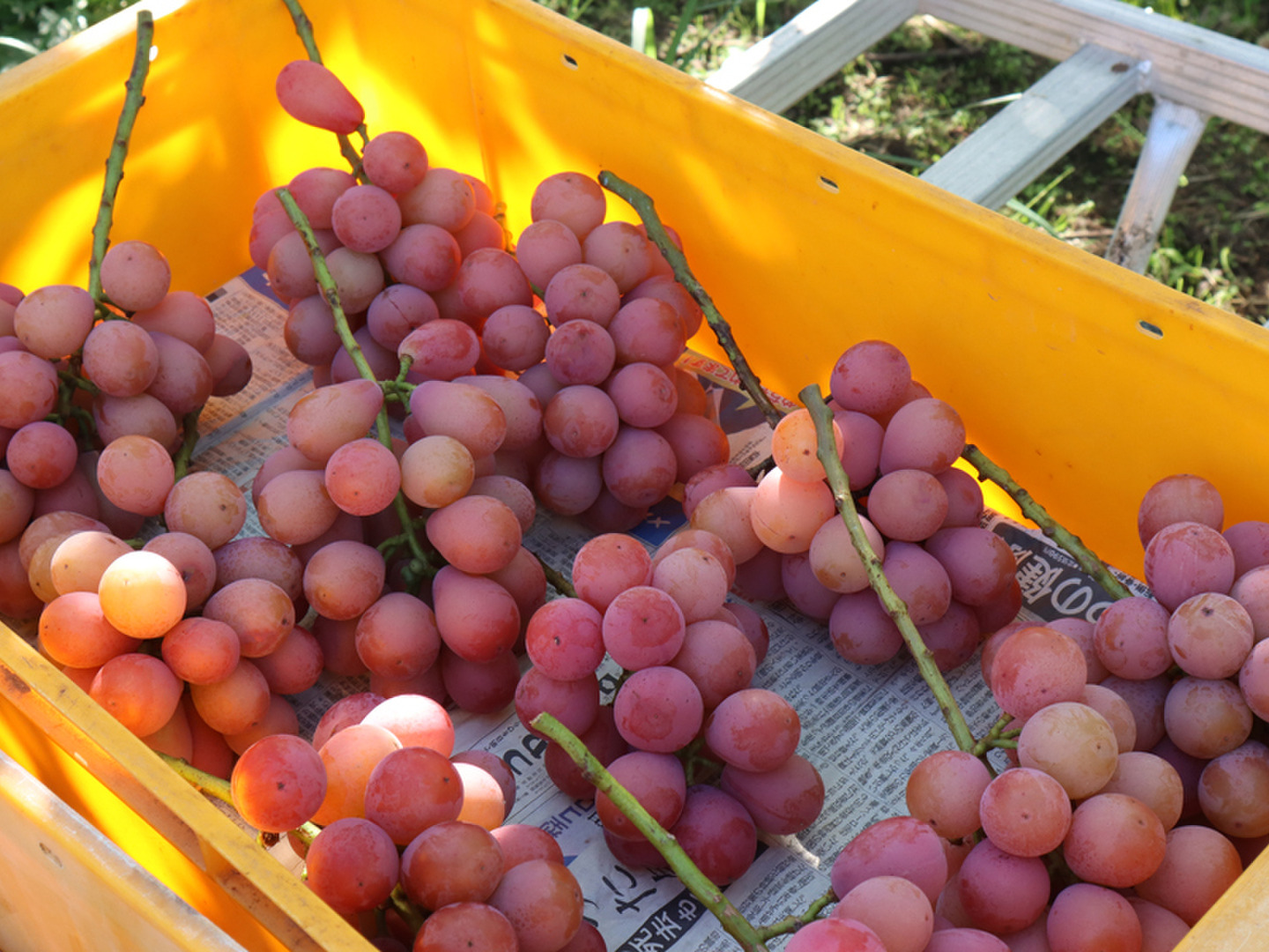 500円引き】クイーンニーナ・シャインマスカット約950g（各1房）／出店