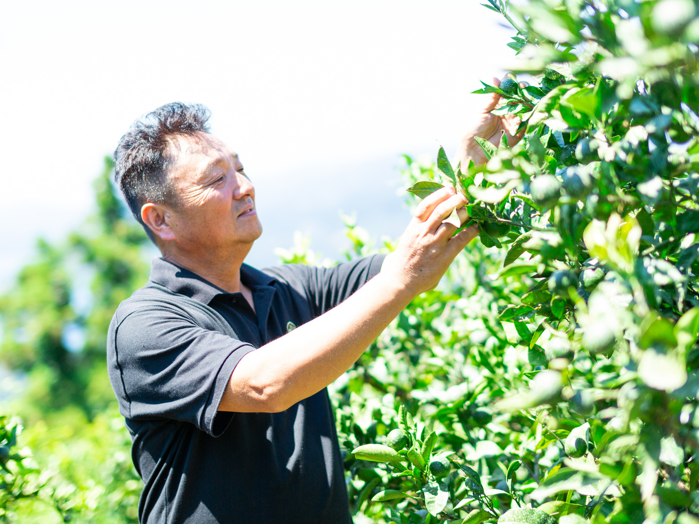 プチプチ甘い！】玉宝甘平（2kg） ※ご家庭用※2月発送開始