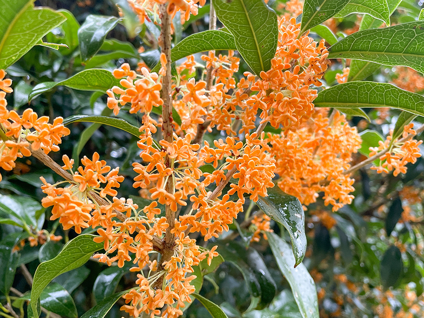 期間限定】採取当日出荷 キンモクセイ 金木犀 花びら 約30g ネコポス