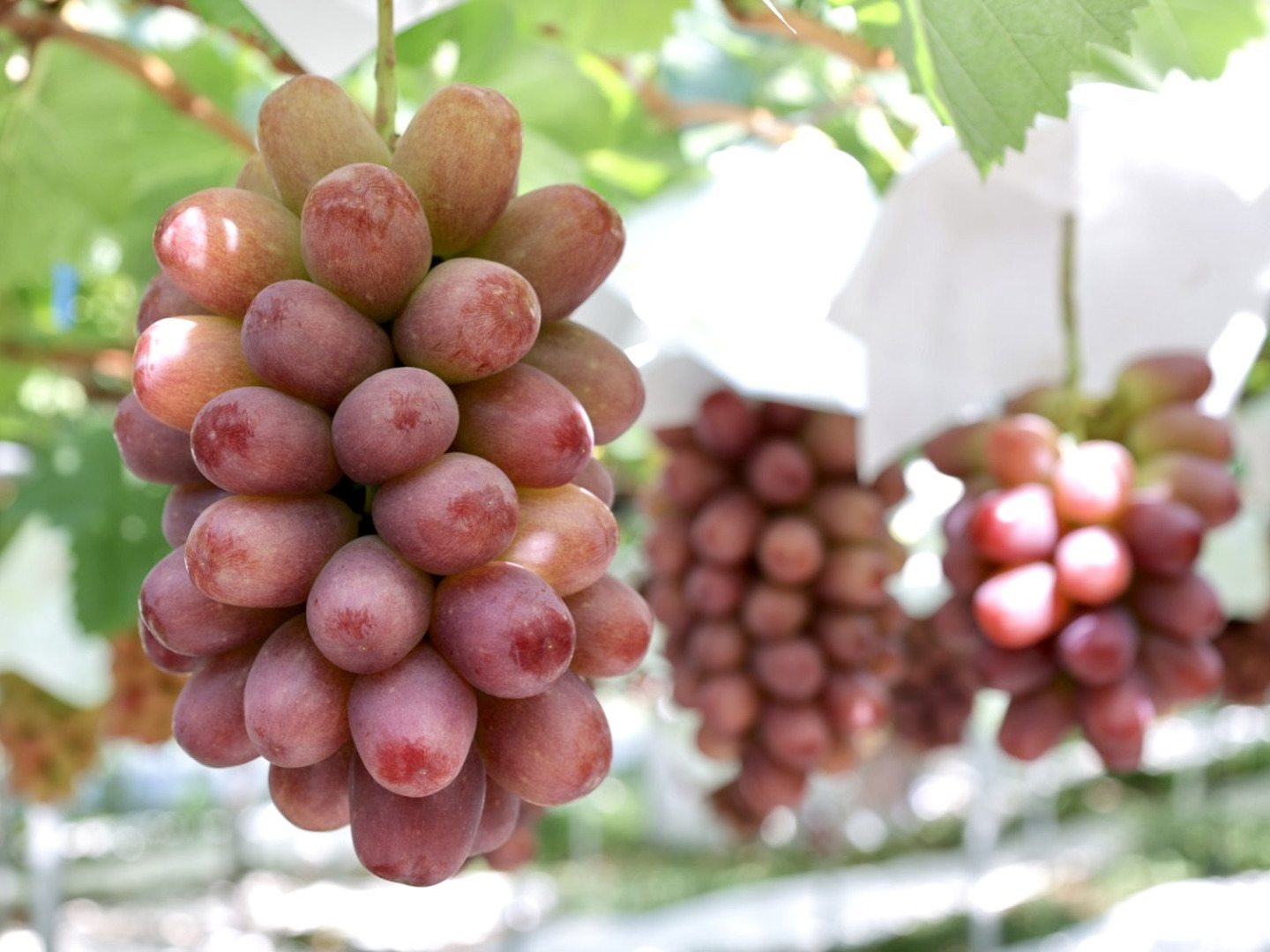 贈答用】【夏ギフト】クイーンルージュ®＆シャインマスカット各1房