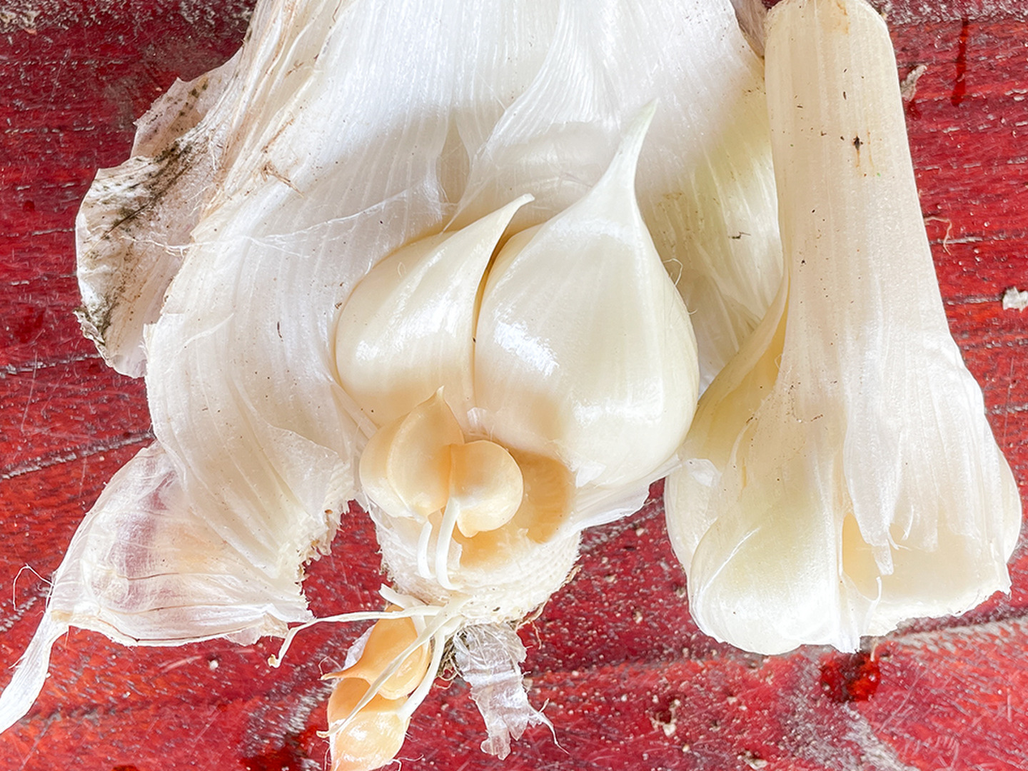 スタミナ満点！】宮城県産 ジャンボにんにく約1kg ※栽培期間中農薬不