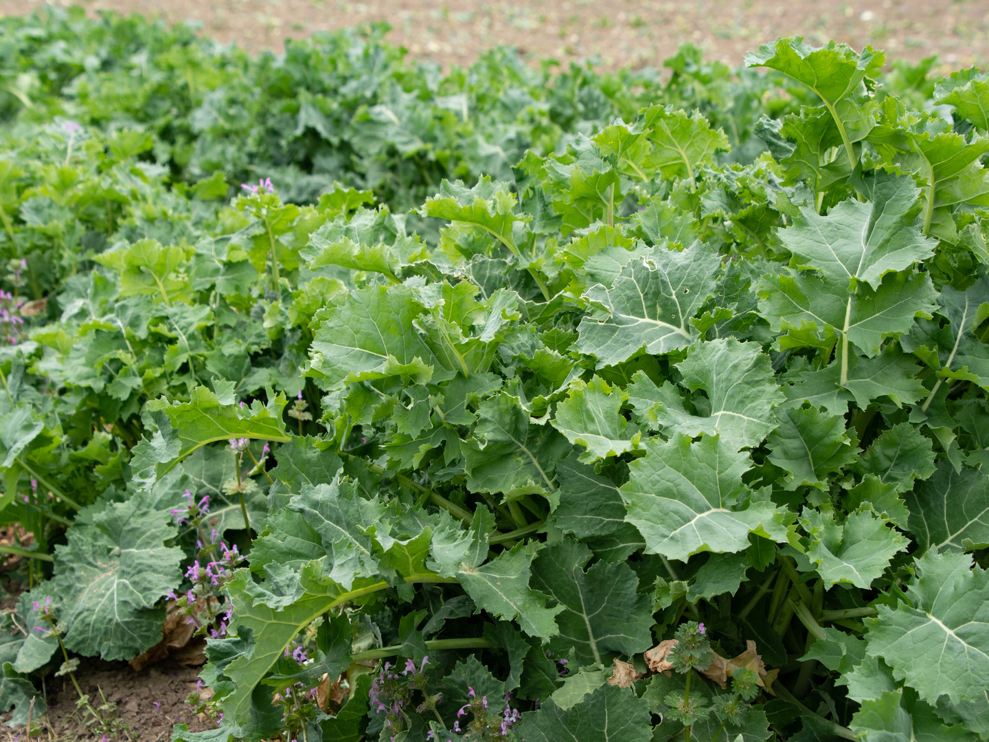 品質満点 有機JAS認証】オーガニックかき菜（1kg）：群馬県産のその他葉物 野菜