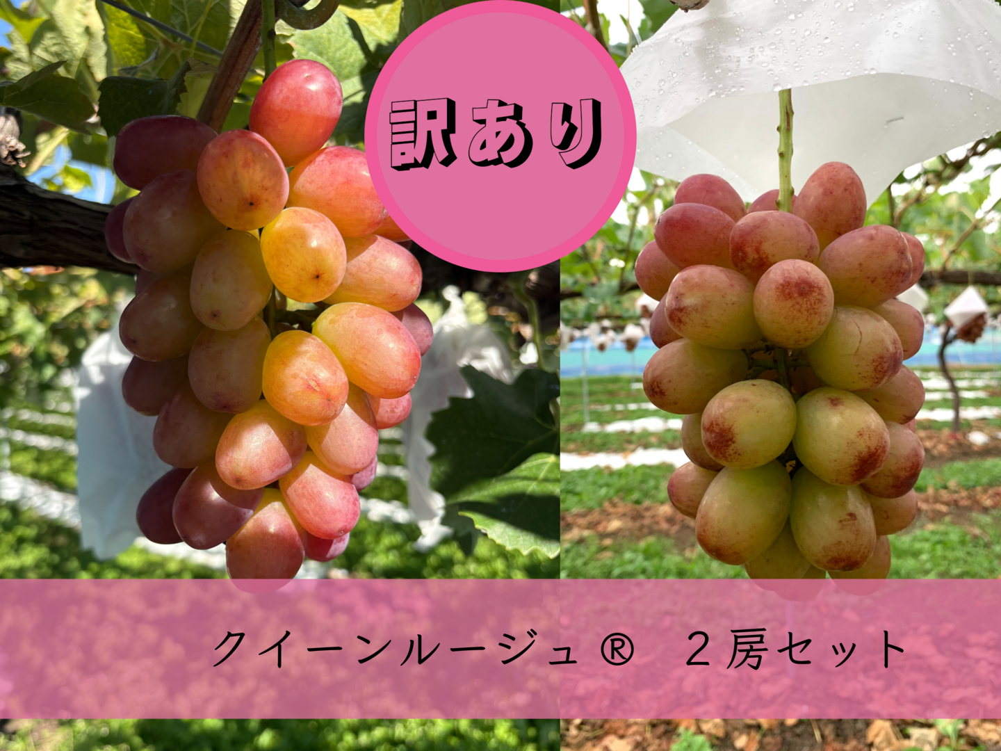 訳あり3』クイーンルージュ®︎2房セット(合計約1kg)長野県限定品種