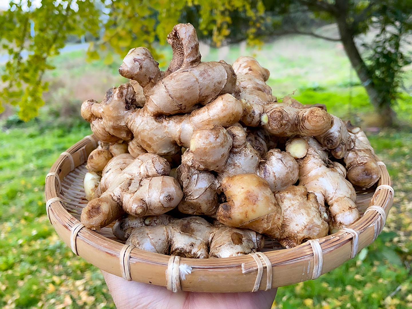 オーロ　熊本生姜小サイズ土付き囲い生姜 15kg 楽天市場】【送料別】【高知県産】土生姜 大 1パック【野菜