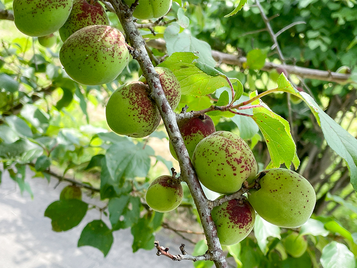6月上旬頃から発送】青梅1kg 宮城県産 栽培期間中農薬不使用 無
