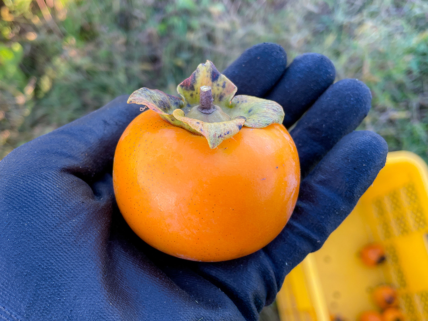 最新な 自然栽培】 甘柿(種あり） 柿 2kg（10個以上）：宮城県産の果物 果物