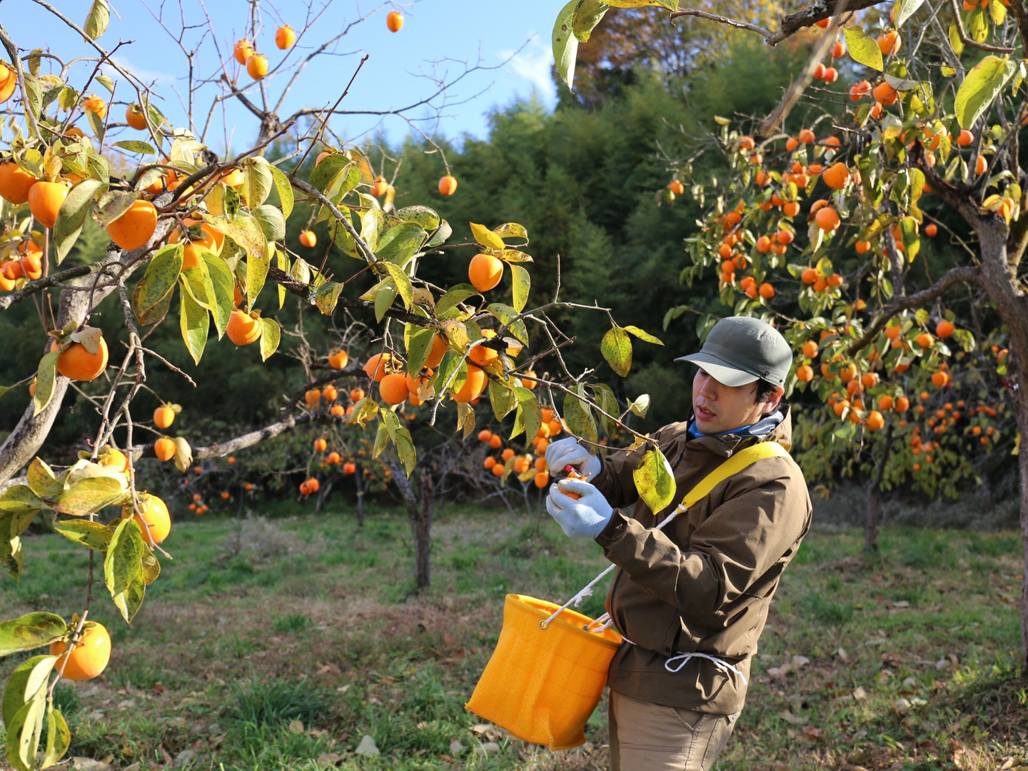 一番の贈り物 長期自然乾燥『蜂屋柿』干し柿 個包装20個：宮城県産の蜂屋柿 果物