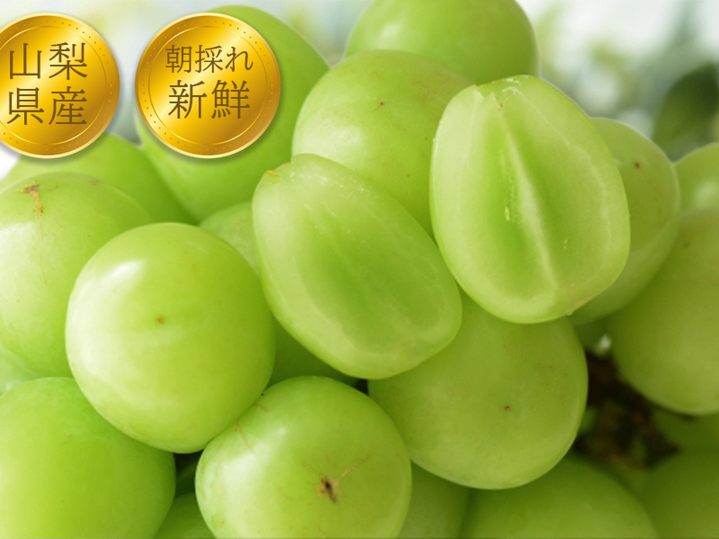 朝採り！産地直送】山梨県産のシャインマスカット 2kg（3~4房入