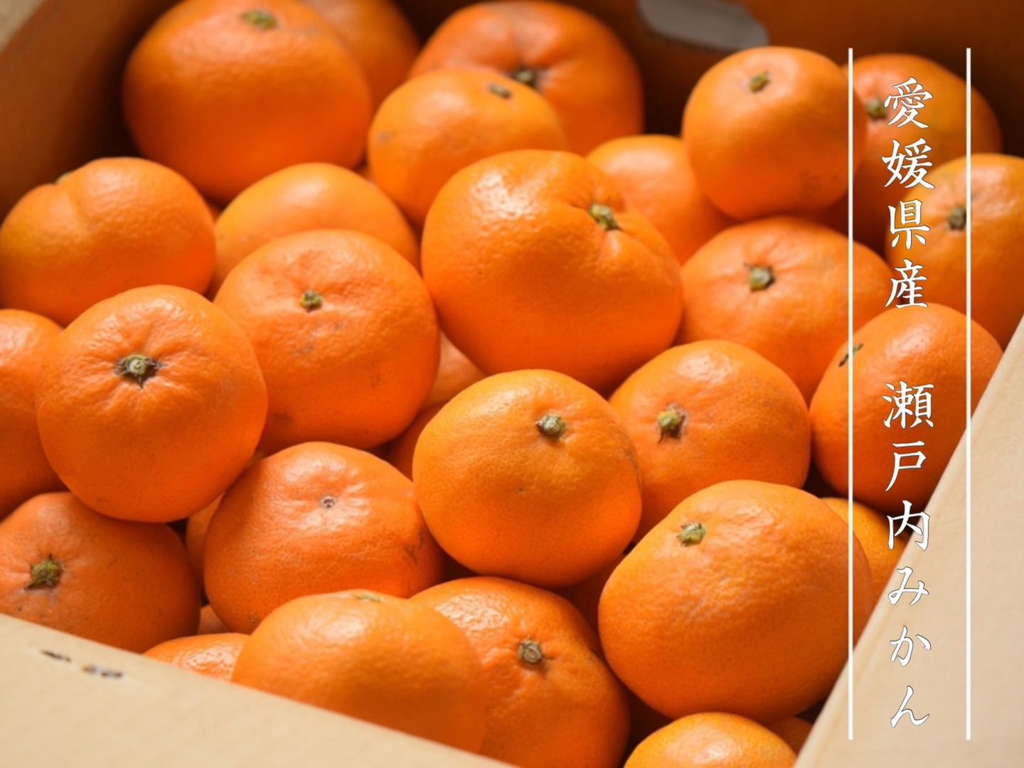 みかん 温州みかん 2S-2L 約10kg(和水町) | 熊本県和水町 | ふるさと