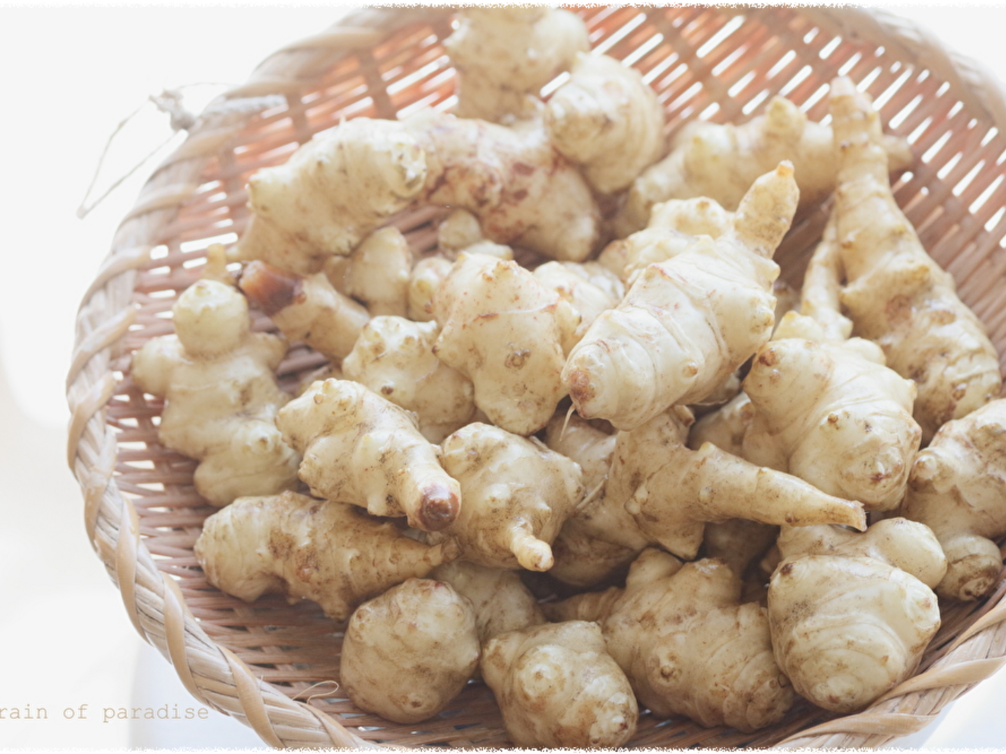 鹿児島県南九州市産菊芋 50kg 鹿児島県南九州市産菊芋 50kg