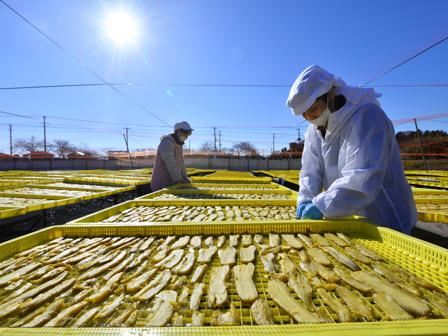 訳あり品 茨城県産紅はるか干し芋シロタ500g×2袋 ネコポス：茨城