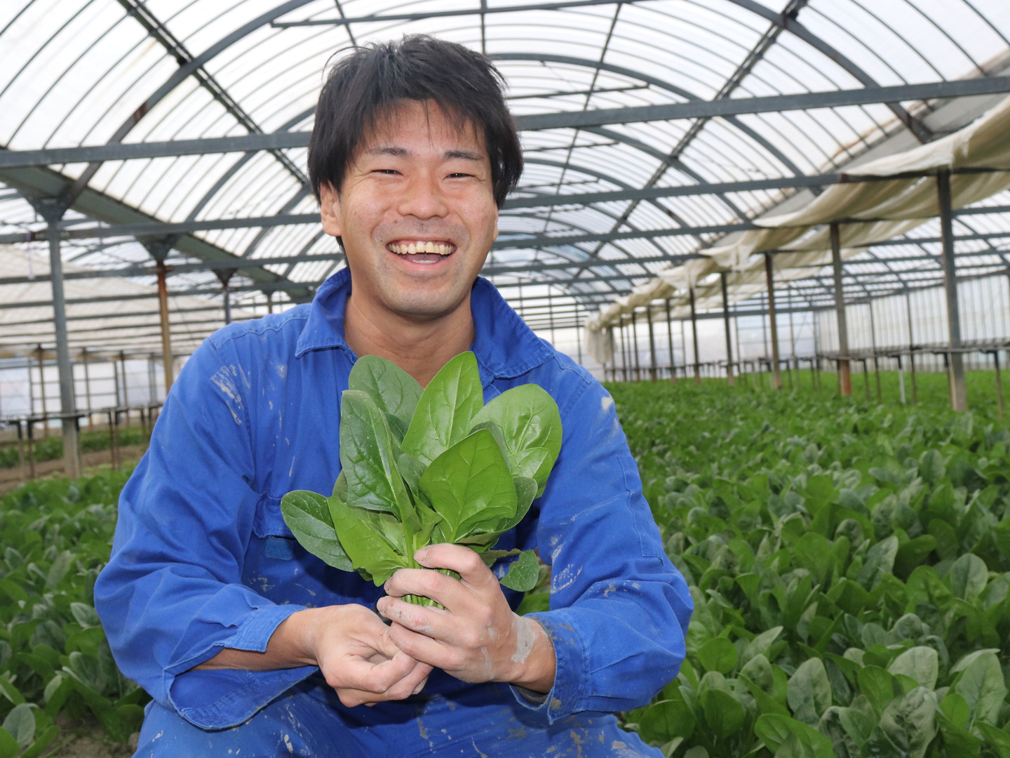楽天市場】【ふるさと納税】佐賀県脊振山麓産 ほうれん草【1kg