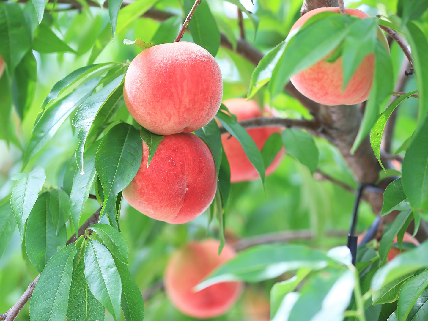 硬い桃　福島県産　暁星　コンビニ支払いNG IMG_1298_8035d904-0192-4e31-