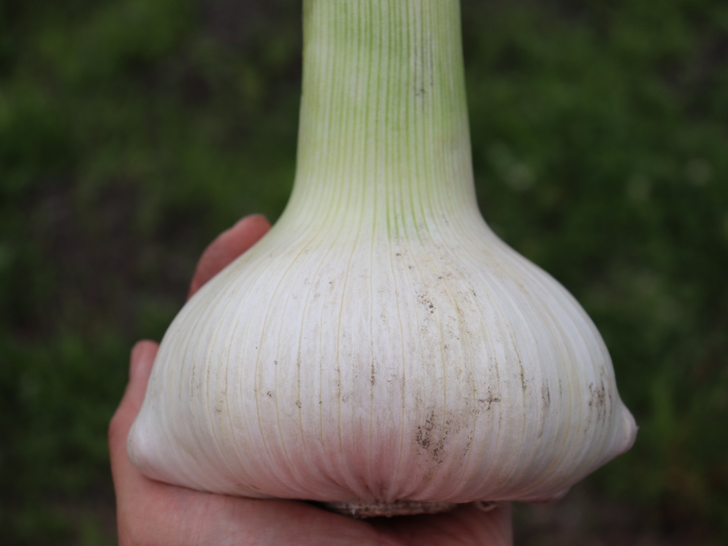 新しい 大容量♪】ジャンボニンニク 約4kg：大阪府産のジャンボにんにく 野菜