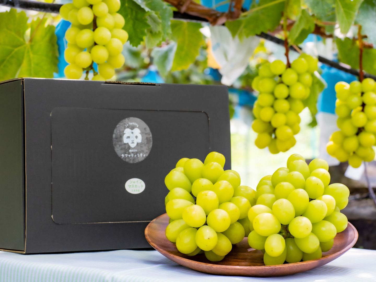 マスカット2500mlセット 楽天市場】シャインマスカット1房+シャインマスカットゼリー6個入り