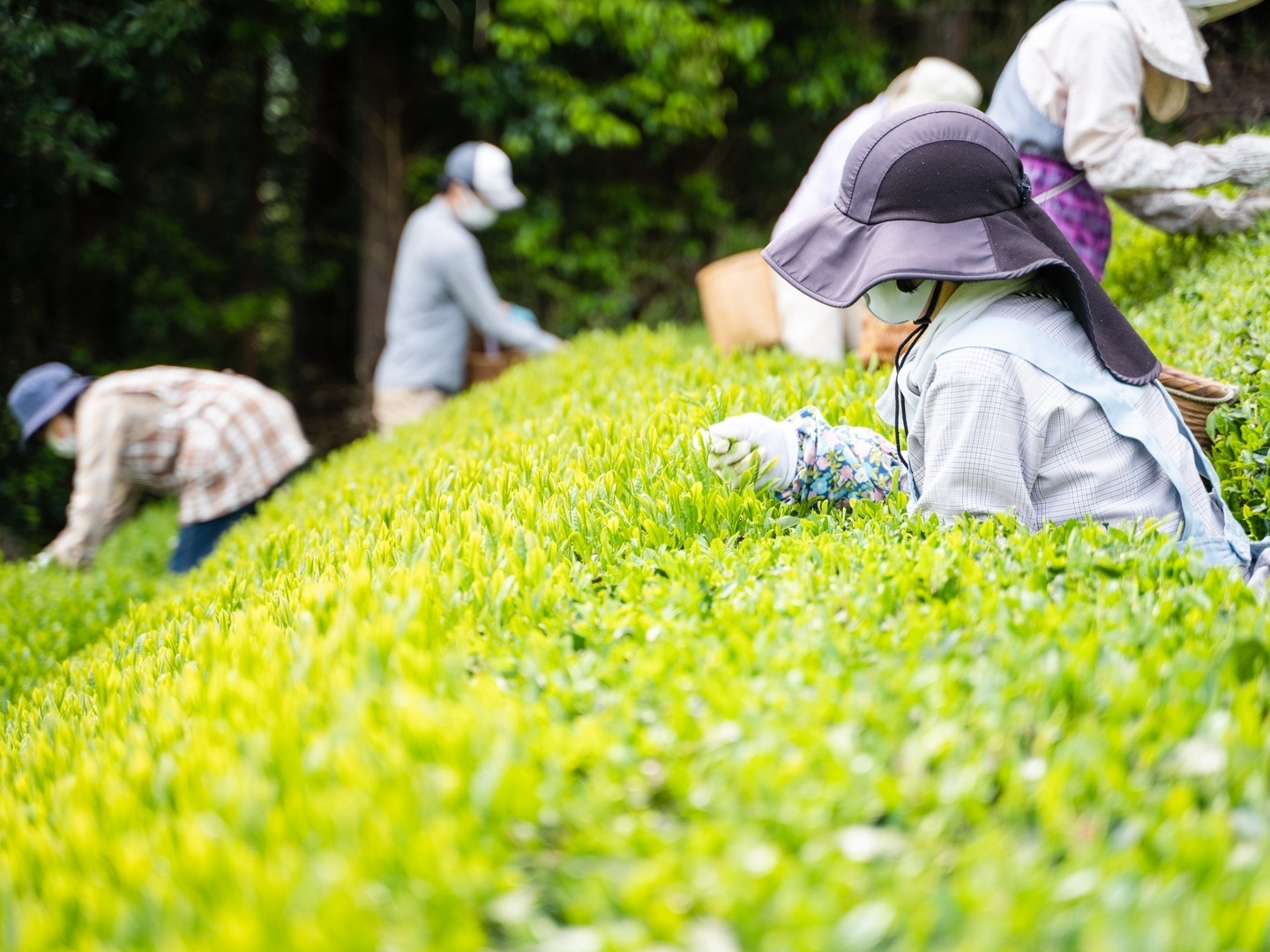 エルメス 100g(5g×20個)×10袋 無農薬栽培の川根茶農家直売 7f8dbdf38f35ea7fa001b15b137f46