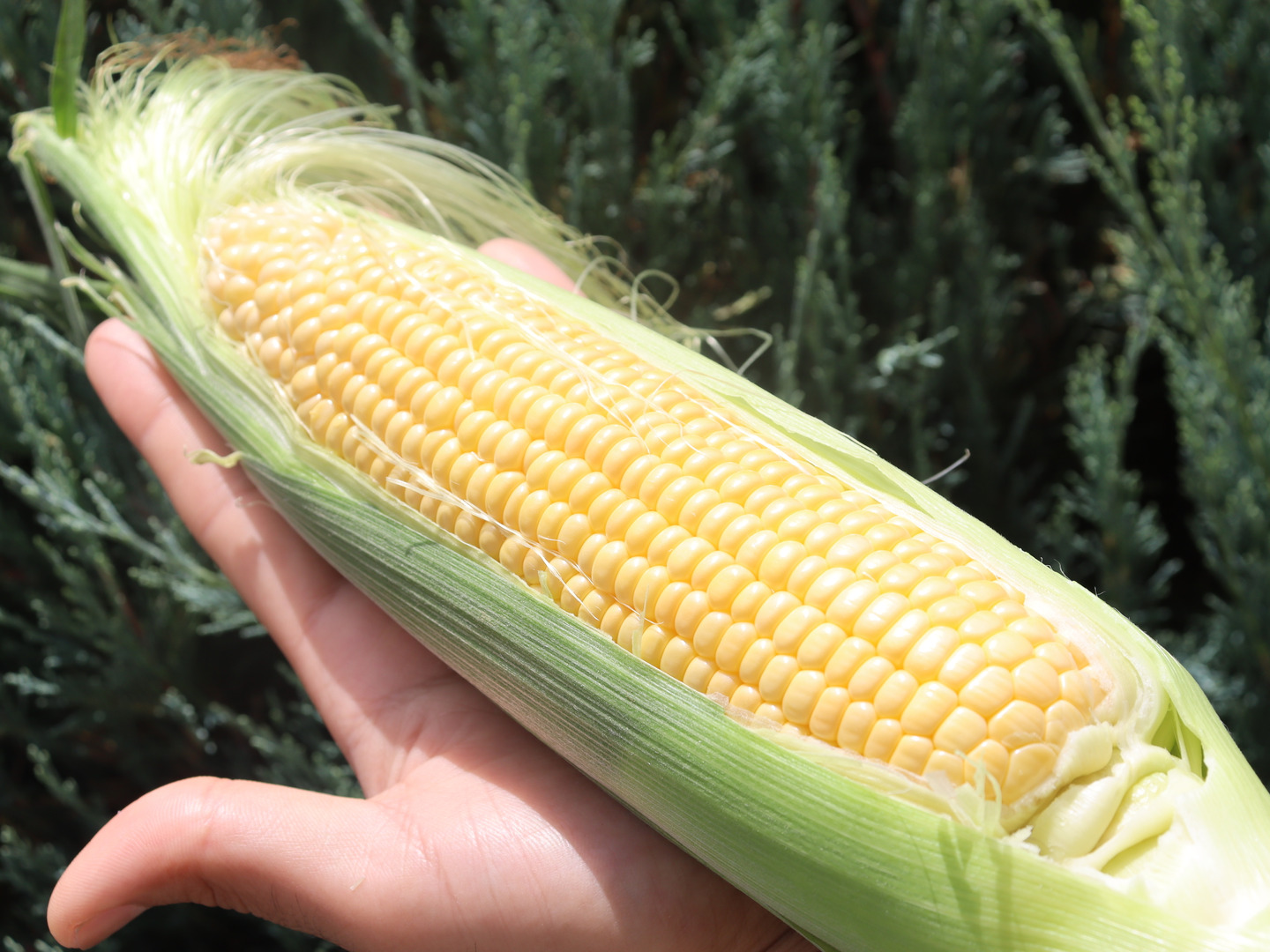 とうもろこしゴールドラッシュ6本（400g程のサイズ）生でも食べ