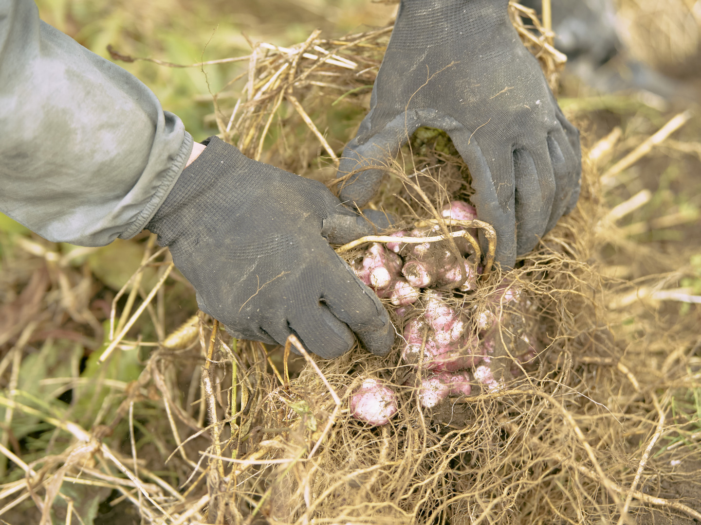 鹿児島県南九州市産菊芋　　50kg 菊芋通販 島子農園 公式サイト | 日本本土最南端の自然農園