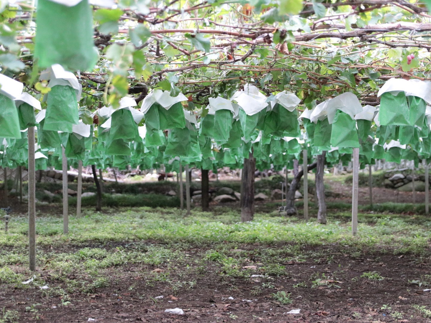 クール便発送　当日発送可　山梨県産　シャインマスカット　3kg 農家直送 クール便発送 当日発送可 山梨県産 シャインマスカット 3kg 農家直送