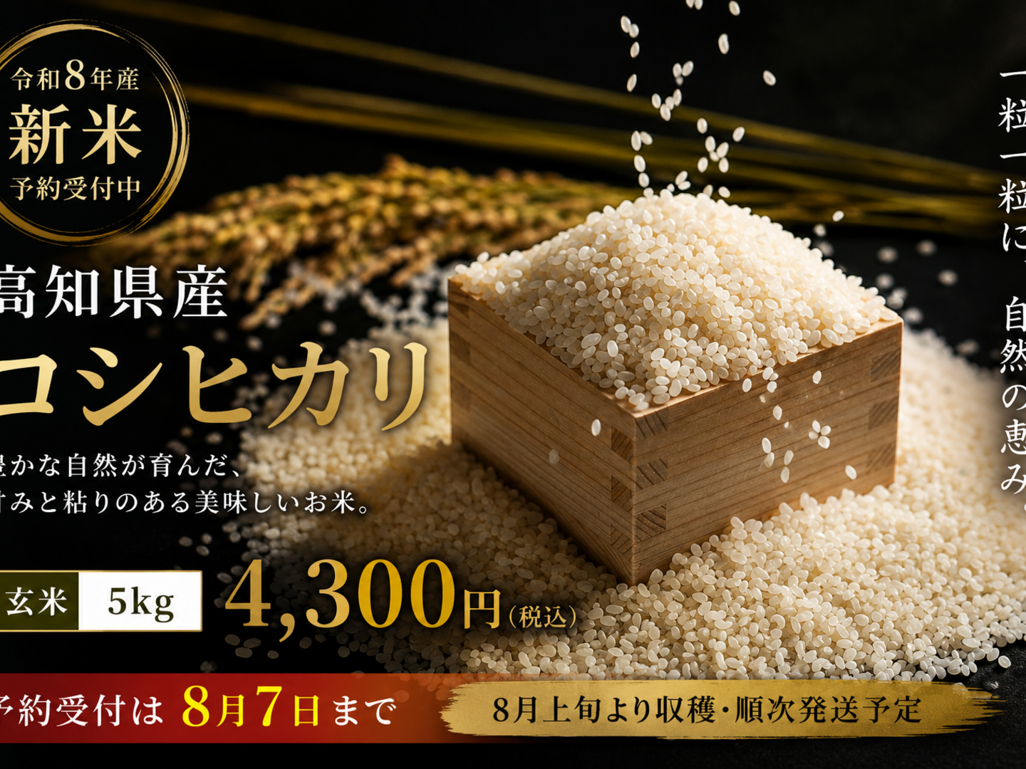 8/7まで予約受付】令和8年産 高知県産コシヒカリ 5kg（玄米）新米 予約