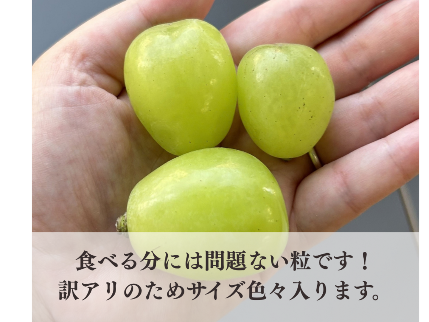 粒売り【雄宝&ジュエルマスカット】次世代シャインマスカット食べ比べ