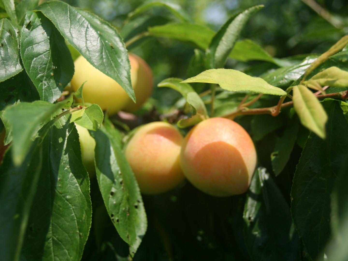 こちらでは購入できません【愛媛県産】すもも　大きめのもの２キロ 974a8367c5601c13036c3e465ba074