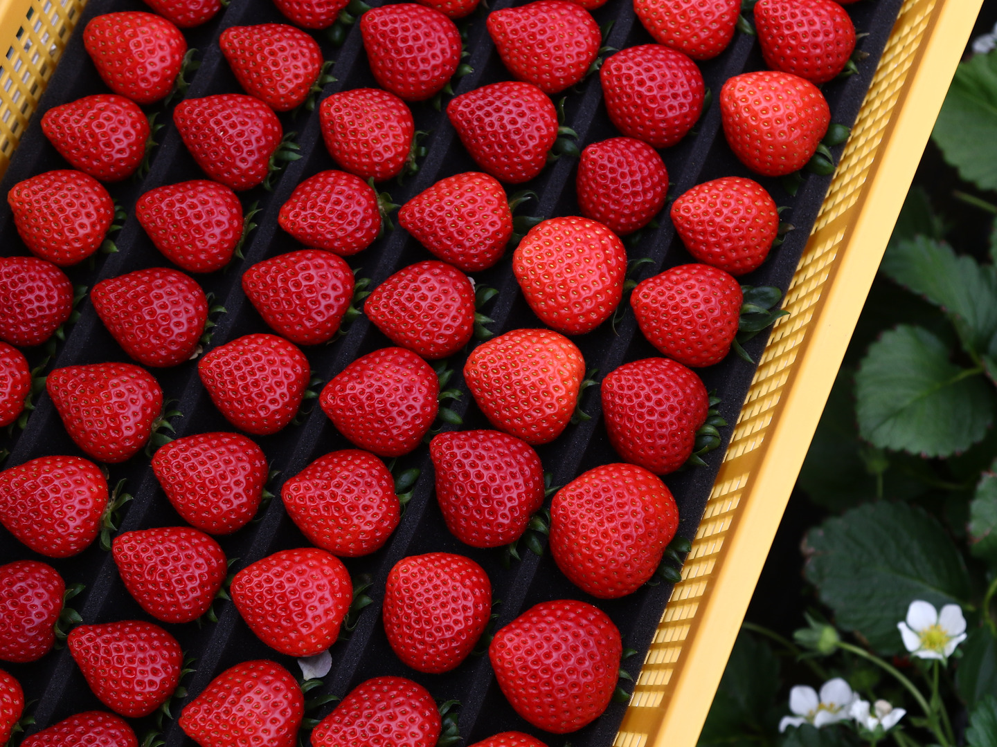 商品画像：希少あまりん】小粒たっぷり2Kg 朝採れ🍓 | 果物/いちご 産直 2