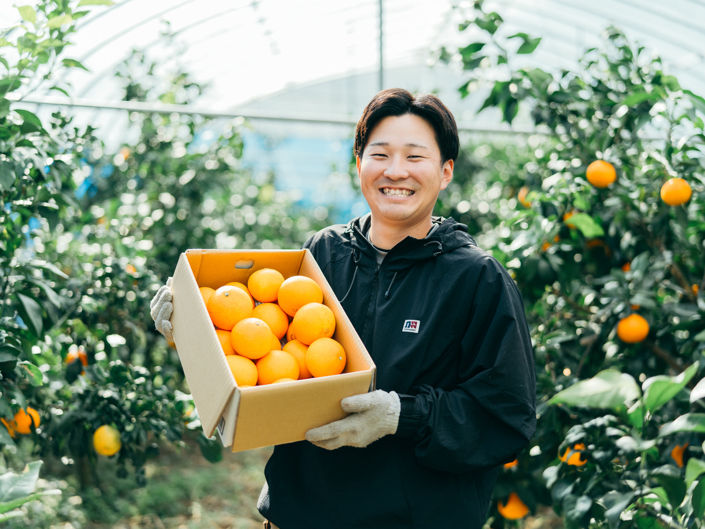 蜜柑 福袋】大人気2品種 段畑セット「みかん2.6キロ」＋「まどんな600g