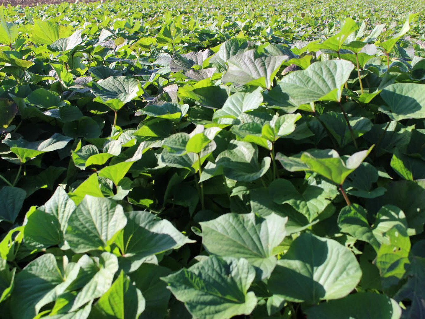 大容量！しっとり柔らか濃厚甘い【丸干し】干し芋400g×10袋