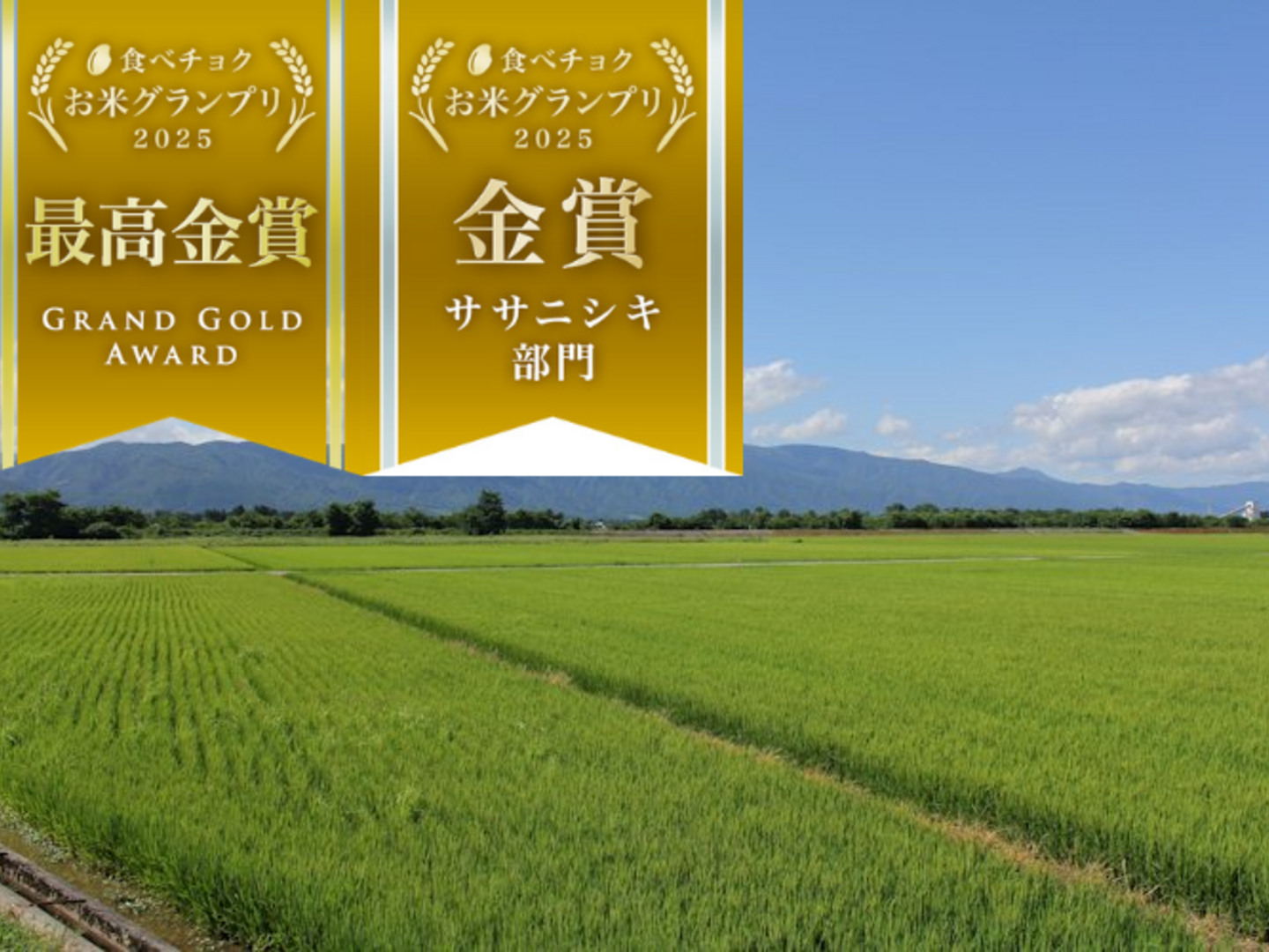 令和8年産予約商品【ササニシキ 玄米10kg】山形置賜飯豊 希少育成困難