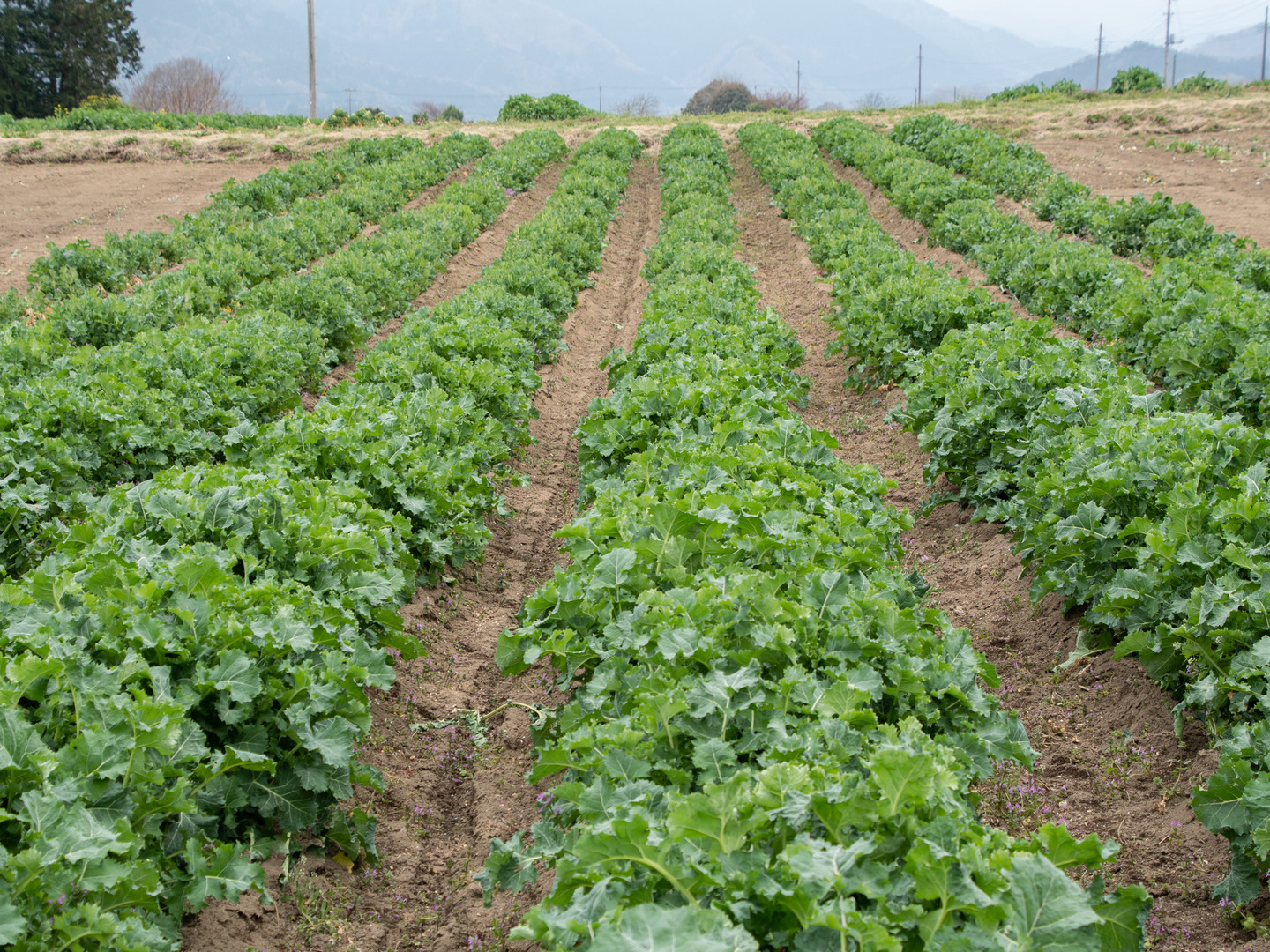 うのにもお得な 有機JAS認証】オーガニックかき菜（1kg）：群馬県産のその他葉物 野菜