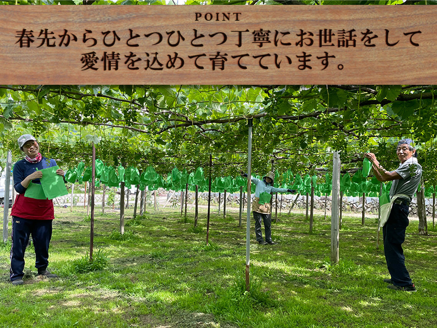 【kiki783】山梨県産A,Sya,Suの粒　箱込1kg弱 完熟訳あり！💜朝採れ山梨種無し巨峰】粒落ち、粒小など2.2キロ