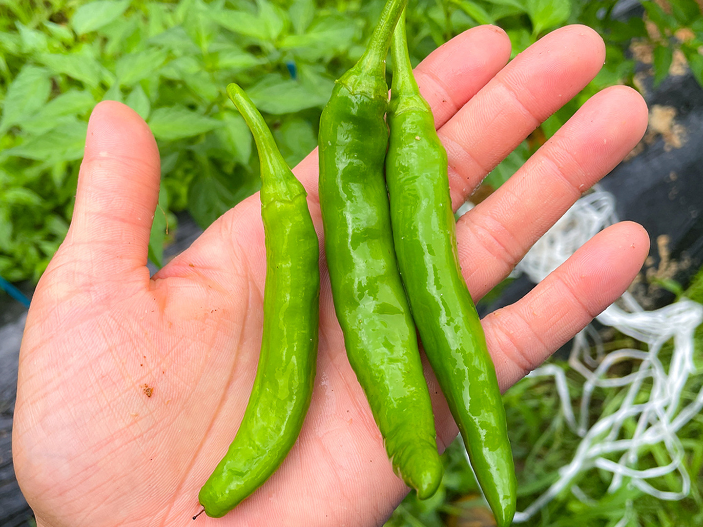 新 生青唐辛子 (激辛) 約1kg 楽天市場】激辛 青唐辛子 生とうがらし 1kg(または500gx2