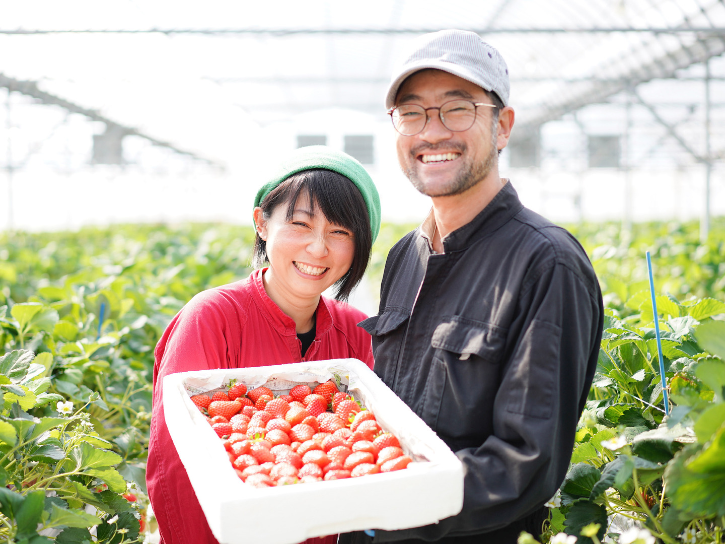 【クール便送料込】愛媛県産新鮮朝採りいちご 楽天市場】【ふるさと納税】 限定 定期便 いちご イチゴ とち