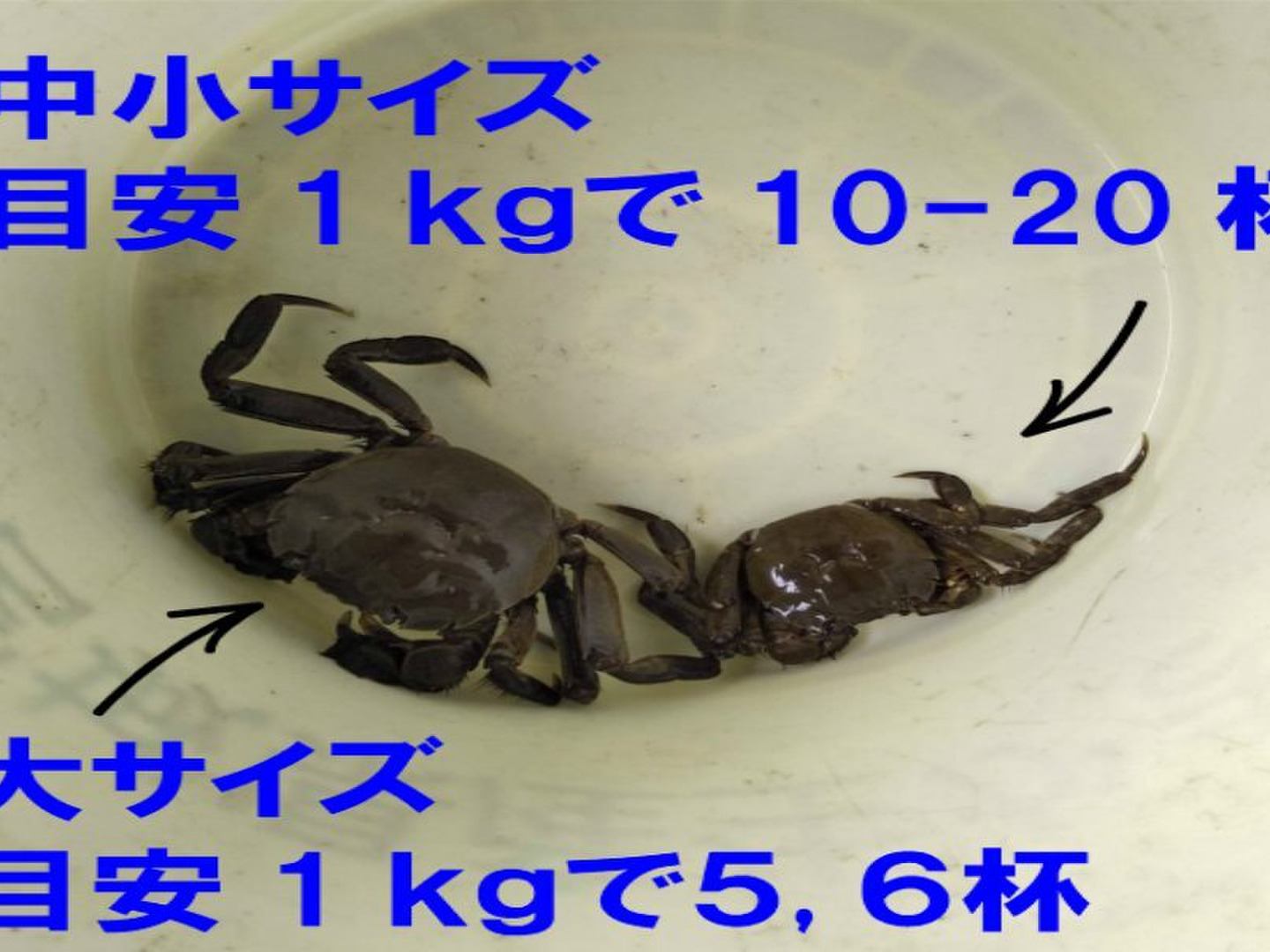 モクズガニ ｢4キロ｣ 🧊急速冷凍モクズガニ🦀大サイズ4kg(目安18-30杯) 2kg入り×2箱