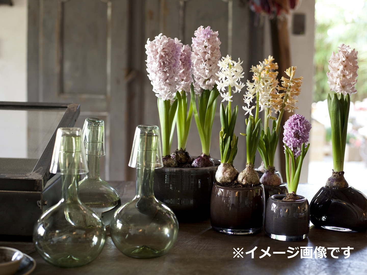 香り豊かなヒヤシンス紫２球 透明クリアカップ入（小石付）：新潟県産の花・植物｜食べチョク｜産地直送(産直)お取り寄せ通販 -  農家・漁師から旬の食材を直送