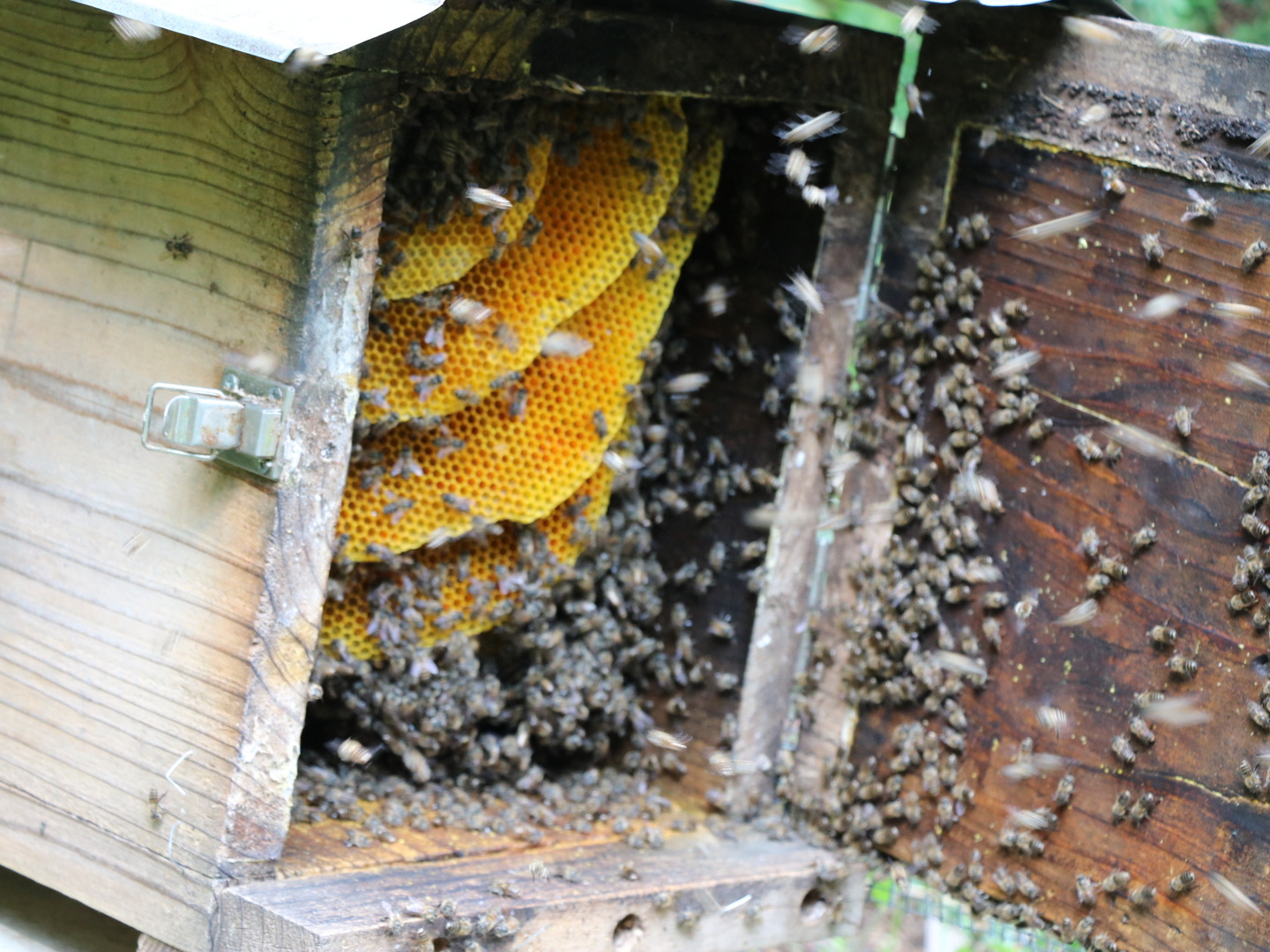 令和6年度 濃厚な甘味の天然山蜜(450g)大ビン🐝:宮崎県産の 令和6年度 濃厚な甘味の天然山蜜(450g)大ビン🐝:宮崎県産の