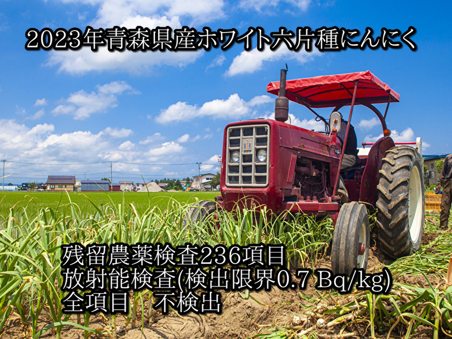 わけあり品】青森県産ホワイト六片種にんにく バラ 500g【高糖度 わけあり品】青森県産ホワイト六片種にんにく バラ 500g【高糖度