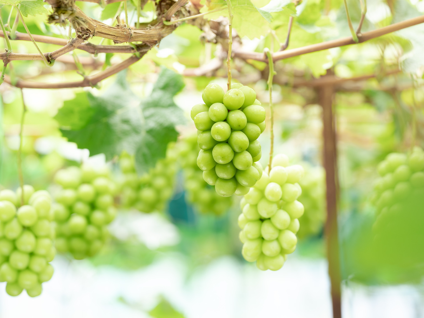 シャインマスカット限定特価5キロ入りの粒バック入りになります。 シャインマスカット限定特価5キロ入りの粒バック入りになります