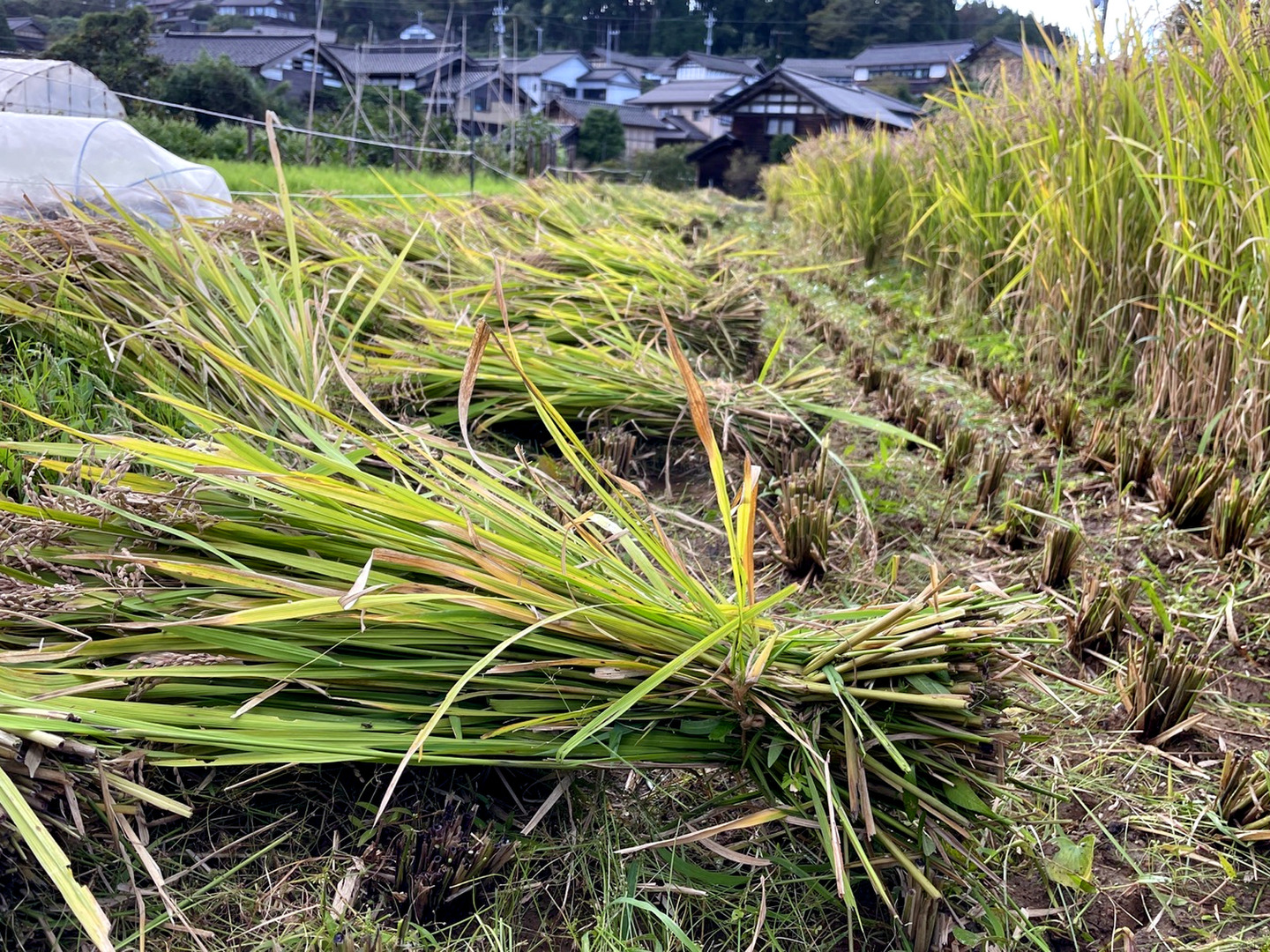 世界の 富山県氷見市（自然栽培 こだわりの天日干し）】古代米（紫 / 米/穀物