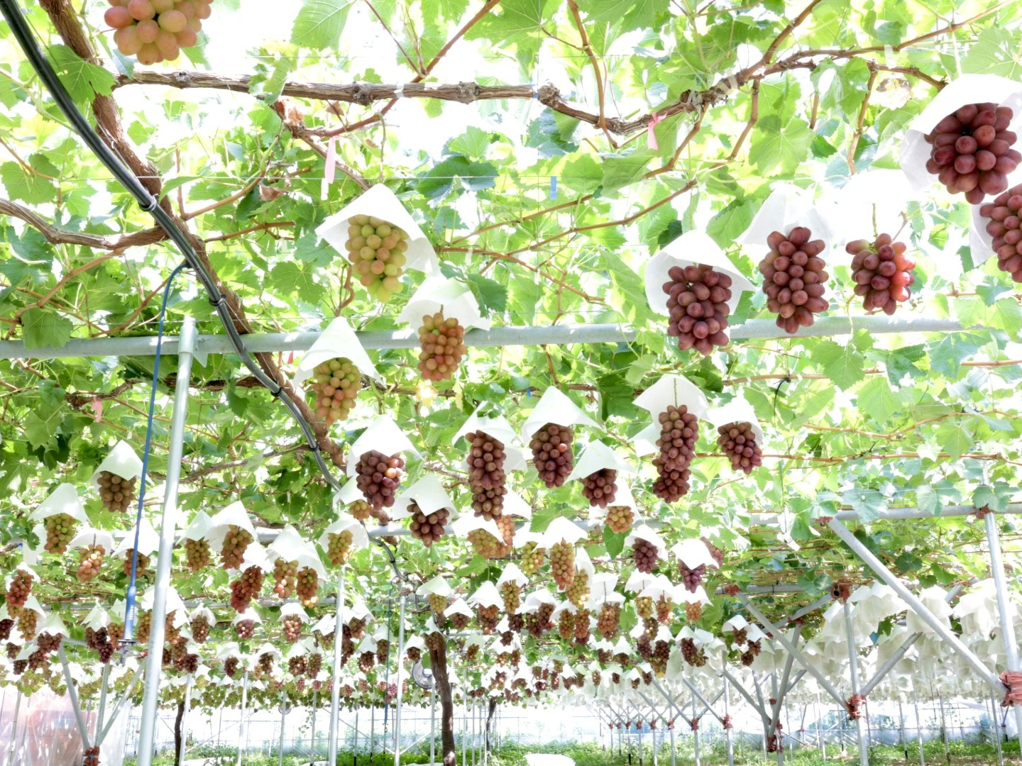 贈答用】【夏ギフト】クイーンルージュ®＆シャインマスカット各1房