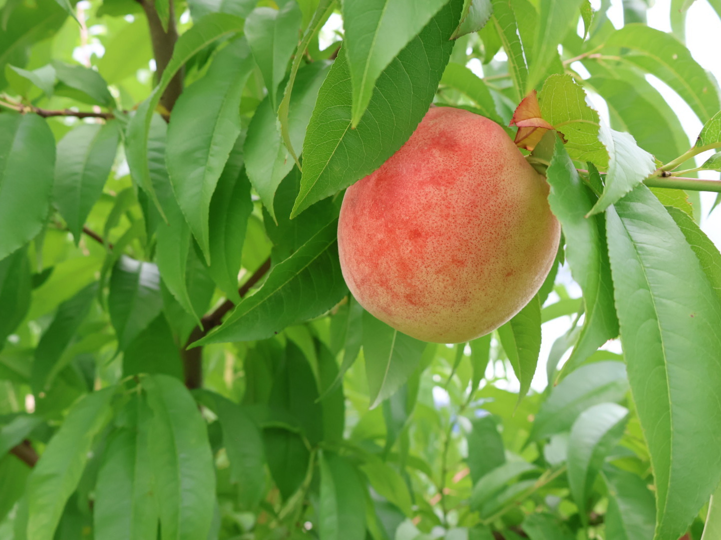 ワケあり・硬めの桃】大人気！産地直送・山梨県産桃（ご家庭用・3