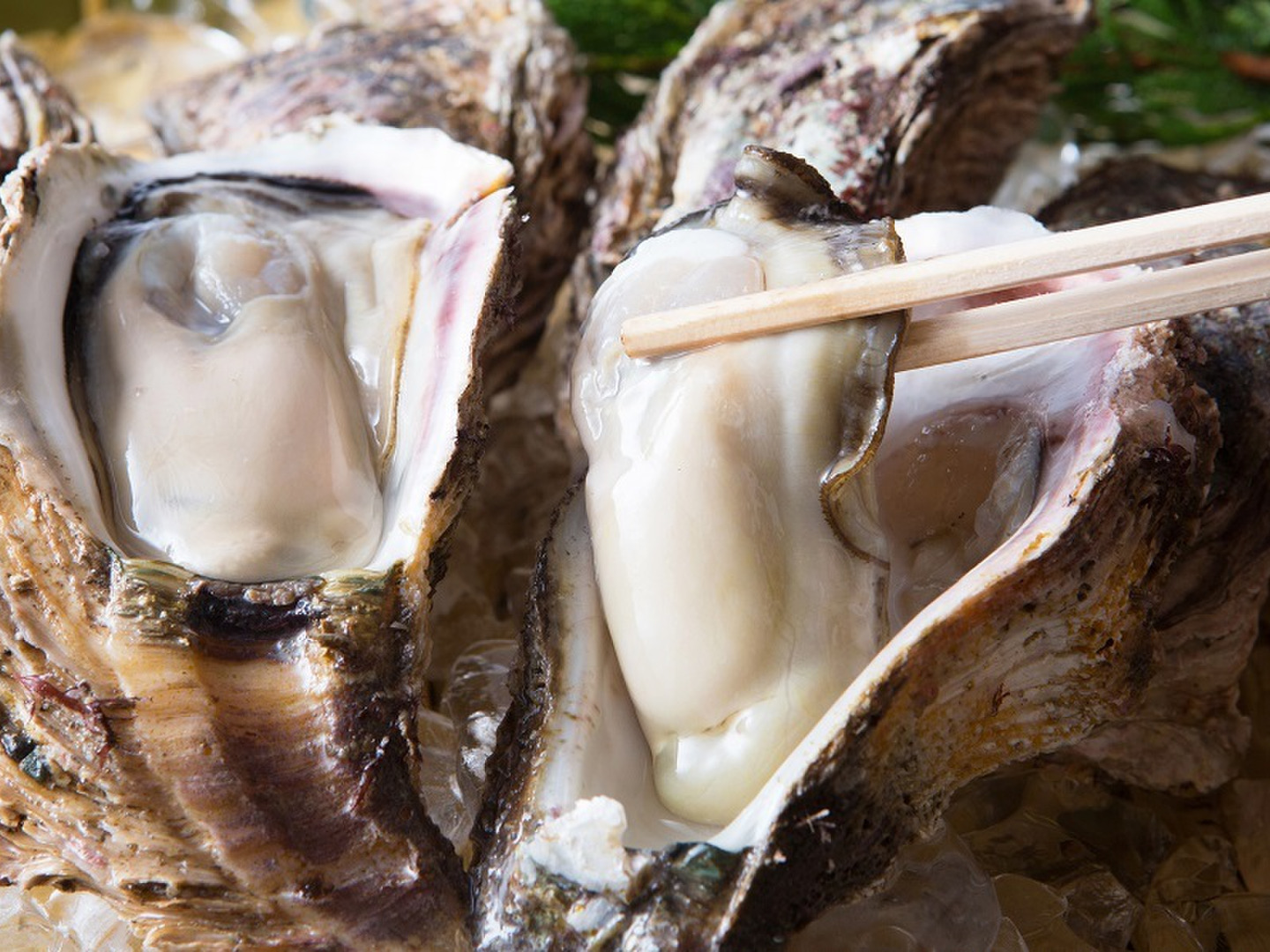 解禁！　富山湾産　天然岩牡蠣　１個￥３６０　１０個入り　漁師直送 高品質，爆買い 富山湾産 天然岩牡蠣 １０個入り 1個２００ｇ