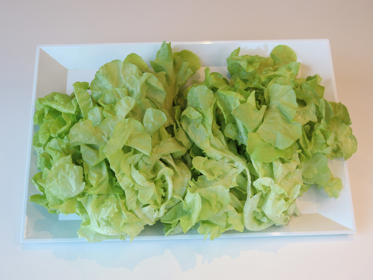 ★レタス f0880d0bdae1332c5e255c475a3849