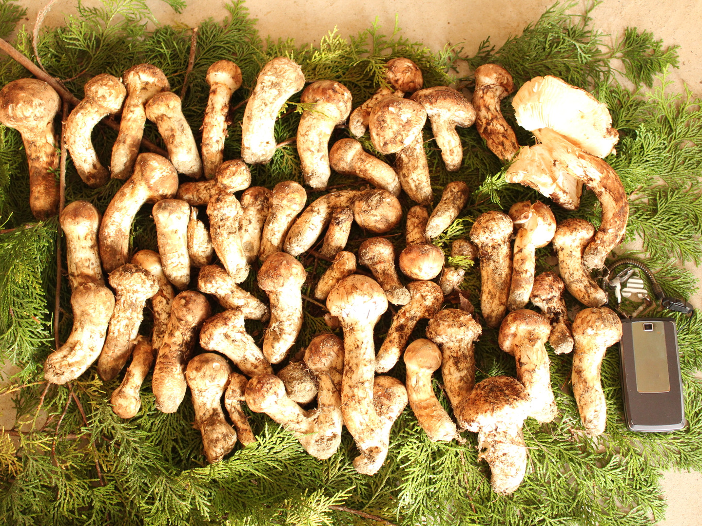 松茸　南信州産　最終価格 ☆南信州産 松茸☆10/28採取 390g