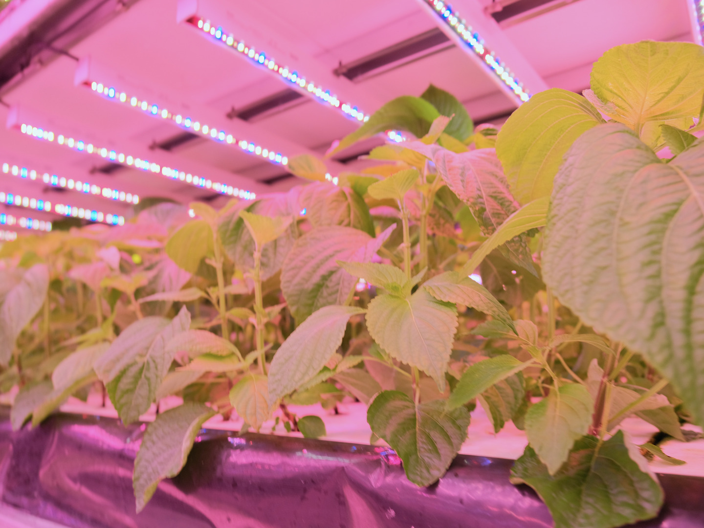 無農薬えごまの葉エゴマの葉1000枚 | 野菜/葉物 産直アウル 農家
