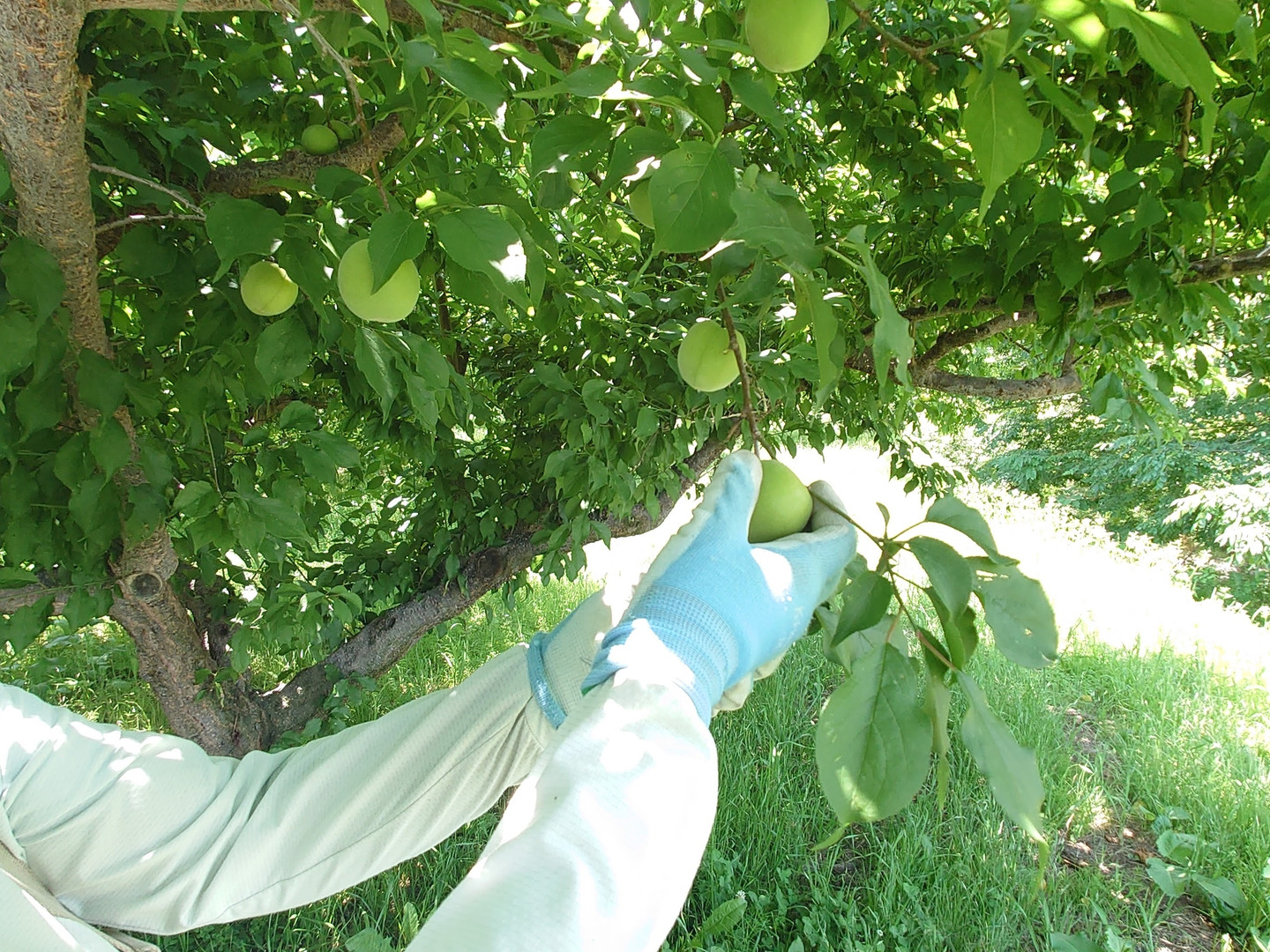 6月下旬から順次出荷予定】山形県産 加工用 青梅 5kg : 竹城青果
