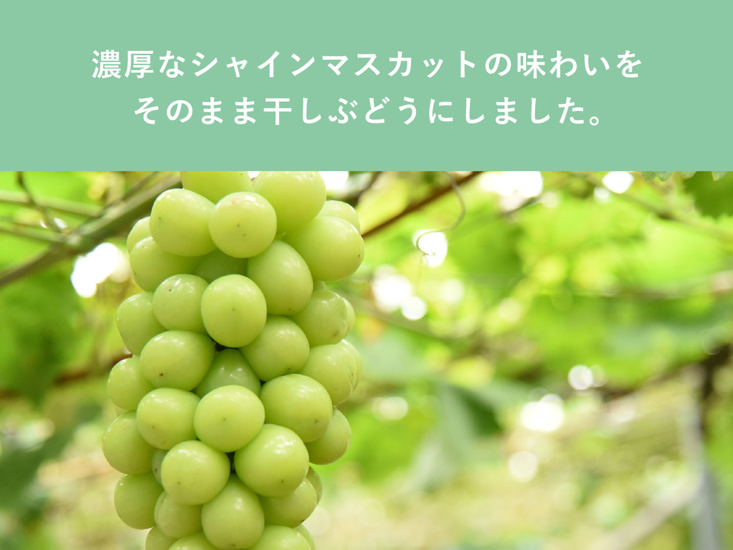 濃厚な甘味と華やかな香りが格別。シャインマスカットの干し